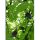 Notes Narcissus Gee B5/80/120g gładki The Light